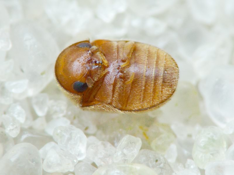 Lasioderma